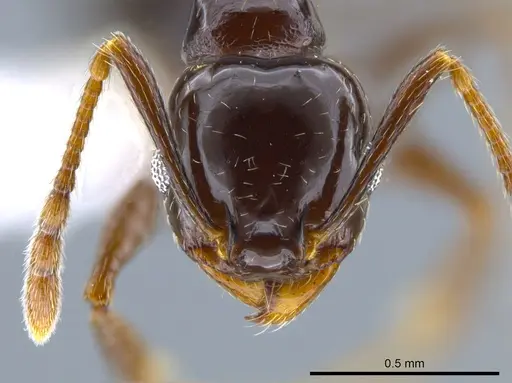 Pheidole synanthropica specimen CASENT0618514 image casent0618514_2