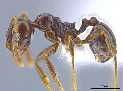 Pheidole synanthropica specimen CASENT0618514 image casent0618514_3