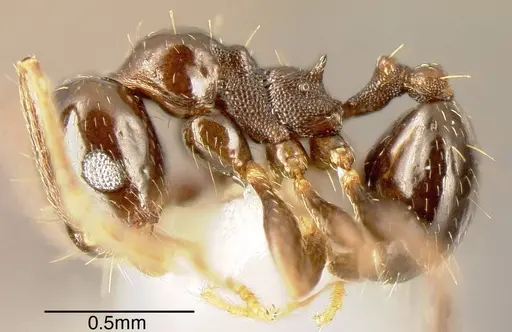Pheidole synanthropica specimen CASENT0635541 image casent0635541_1