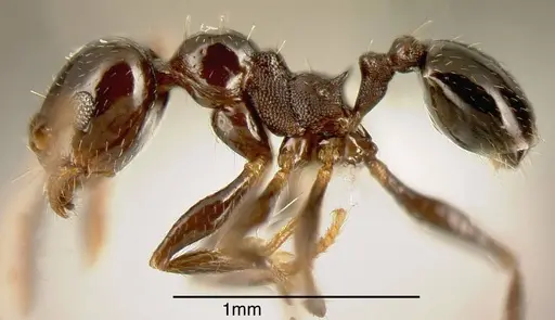 Pheidole synanthropica specimen CASENT0635542 image casent0635542_1