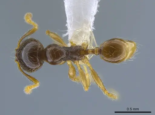 Pheidole synarmata specimen CASENT0619706 image casent0619706_1