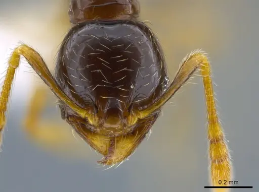 Pheidole synarmata specimen CASENT0619706 image casent0619706_2