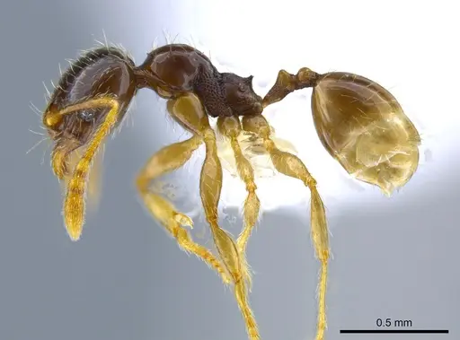 Pheidole synarmata specimen CASENT0619706 image casent0619706_3