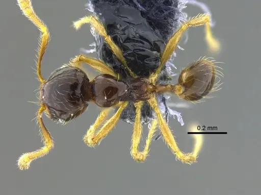 Pheidole synarmata specimen CBUMAGENT42010 image cbumagent42010_1