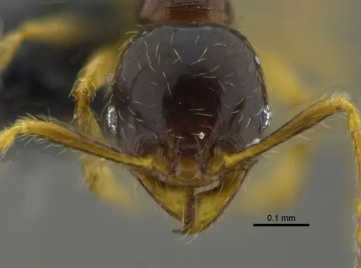 Pheidole synarmata specimen CBUMAGENT42010 image cbumagent42010_2