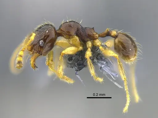 Pheidole synarmata specimen CBUMAGENT42010 image cbumagent42010_3