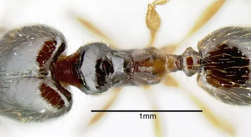 Pheidole synarmata specimen INB0003687547 image inb0003687547_1