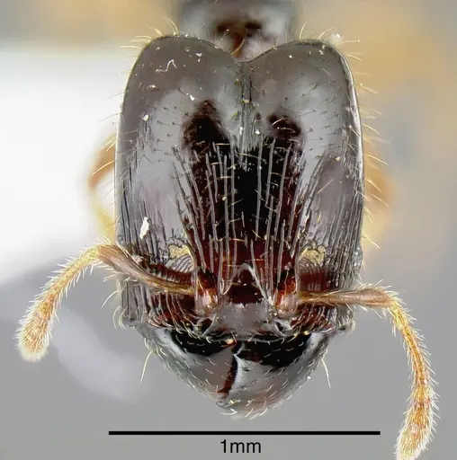 Pheidole synarmata specimen INB0003687547 image inb0003687547_2