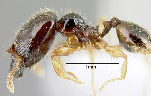 Pheidole synarmata specimen INB0003687547 image inb0003687547_3