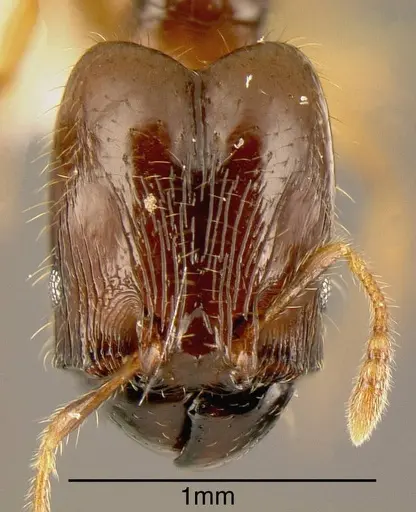 Pheidole synarmata specimen INBIOCRI002728510 image inbiocri002728510_1