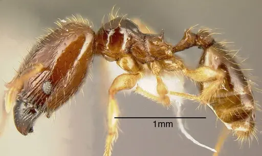 Pheidole synarmata specimen INBIOCRI002728510 image inbiocri002728510_2