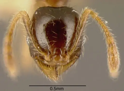 Pheidole synarmata specimen INBIOCRI002728547 image inbiocri002728547_1