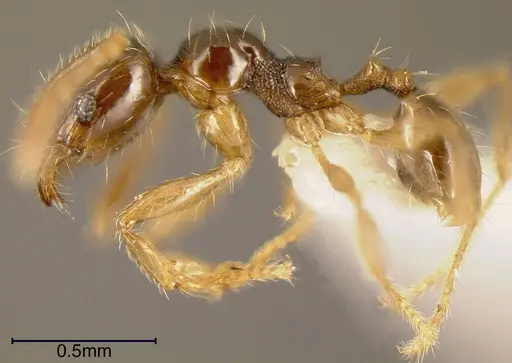 Pheidole synarmata specimen INBIOCRI002728547 image inbiocri002728547_2
