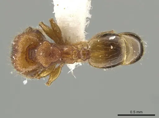 Pheidole tachigaliae specimen CASENT0639443 image casent0639443_1