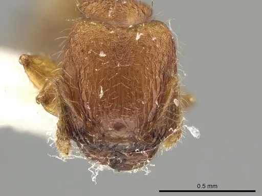 Pheidole tachigaliae specimen CASENT0639443 image casent0639443_2