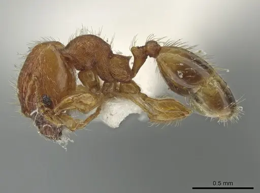 Pheidole tachigaliae specimen CASENT0639443 image casent0639443_3