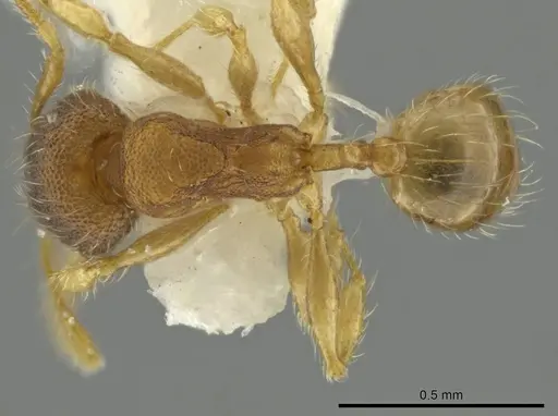 Pheidole tachirana specimen CASENT0645878 image casent0645878_1