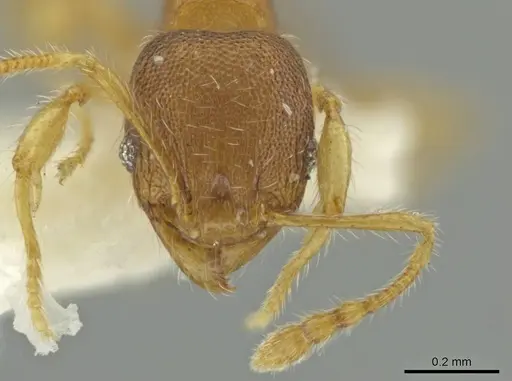 Pheidole tachirana specimen CASENT0645878 image casent0645878_2