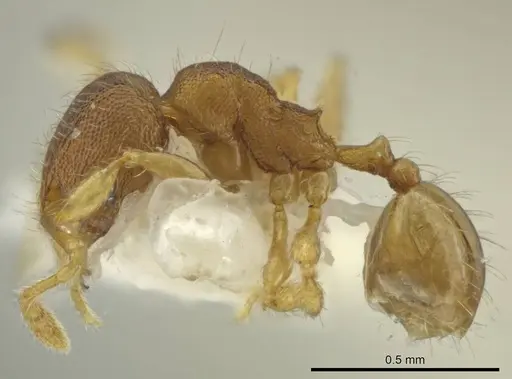 Pheidole tachirana specimen CASENT0645878 image casent0645878_3