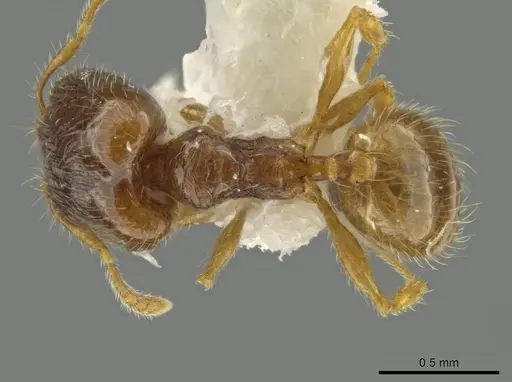 Pheidole tachirana specimen JTLC000016548 image jtlc000016548_1