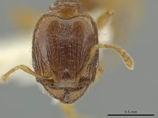Pheidole tachirana specimen JTLC000016548 image jtlc000016548_2