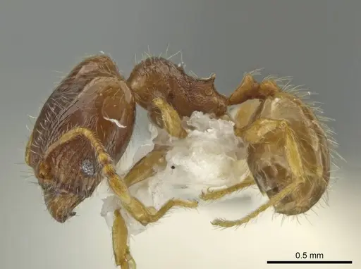 Pheidole tachirana specimen JTLC000016548 image jtlc000016548_3