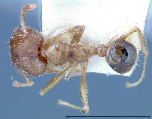 Pheidole taivanensis specimen FOCOL0252 image focol0252_1