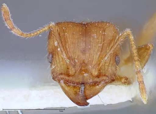 Pheidole taivanensis specimen FOCOL0252 image focol0252_2