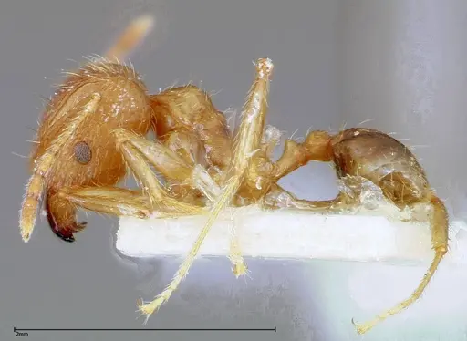 Pheidole taivanensis specimen FOCOL0252 image focol0252_3