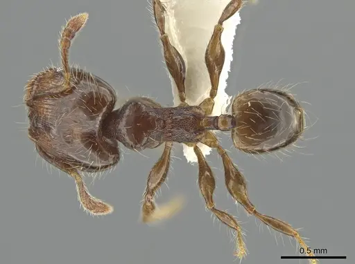 Pheidole tambopatae specimen CASENT0642968 image casent0642968_1