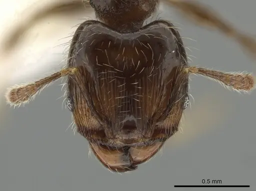 Pheidole tambopatae specimen CASENT0642968 image casent0642968_2