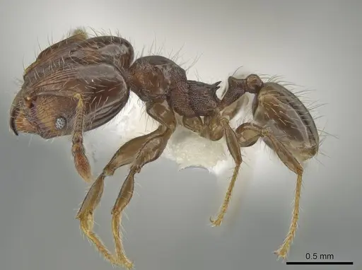 Pheidole tambopatae specimen CASENT0642968 image casent0642968_3