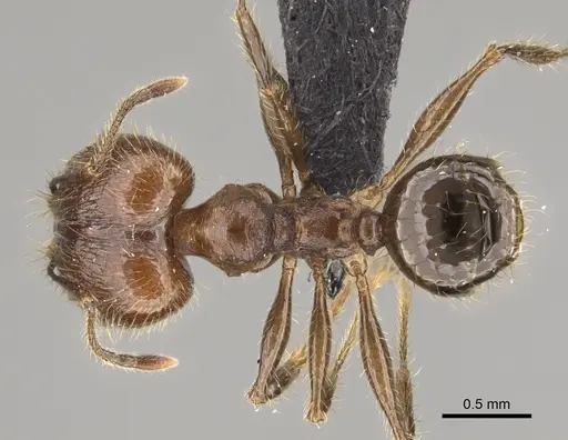 Pheidole tampony specimen CASENT0809550 image casent0809550_1