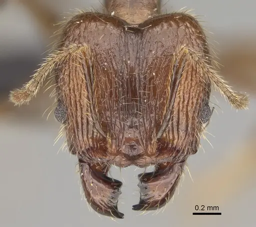 Pheidole tampony specimen CASENT0809550 image casent0809550_2
