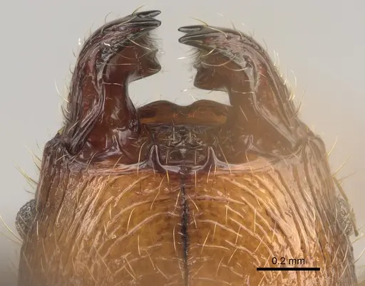 Pheidole tampony specimen CASENT0809550 image casent0809550_3