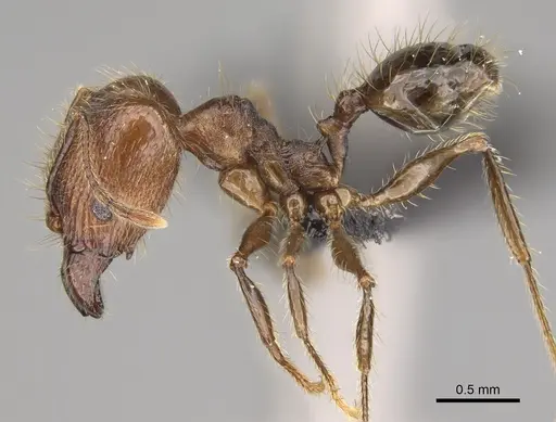 Pheidole tampony specimen CASENT0809550 image casent0809550_4