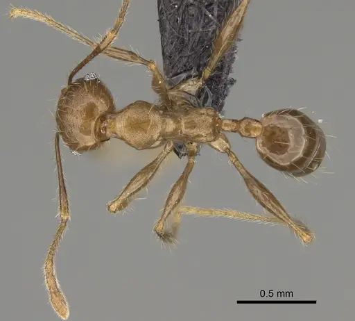 Pheidole tampony specimen CASENT0923285 image casent0923285_1