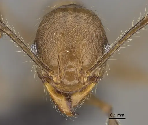 Pheidole tampony specimen CASENT0923285 image casent0923285_2