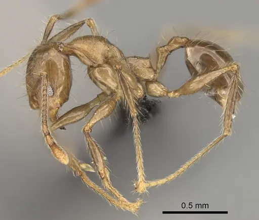 Pheidole tampony specimen CASENT0923285 image casent0923285_3