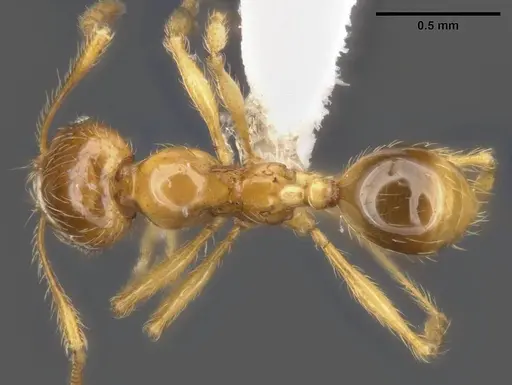 Pheidole tandjongensis specimen ANTWEB1008112 image antweb1008112_1