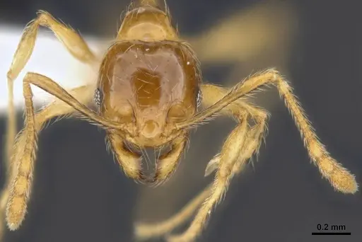 Pheidole tandjongensis specimen ANTWEB1008112 image antweb1008112_3