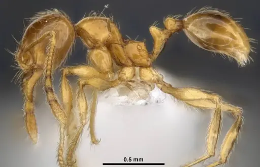 Pheidole tandjongensis specimen ANTWEB1008112 image antweb1008112_4