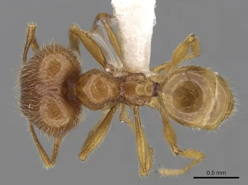Pheidole tandjongensis specimen CASENT0281720 image casent0281720_1