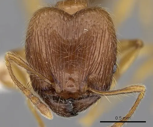 Pheidole tandjongensis specimen CASENT0281720 image casent0281720_2
