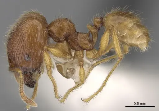 Pheidole tandjongensis specimen CASENT0281720 image casent0281720_3