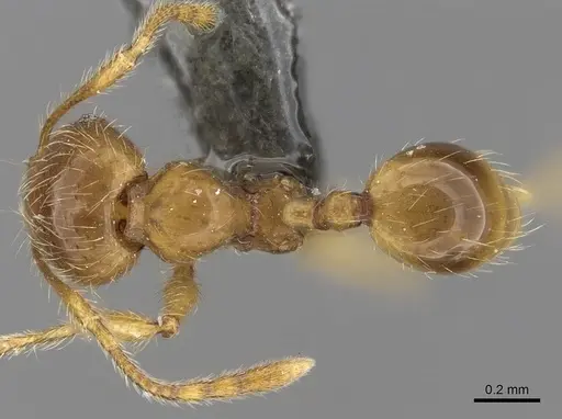 Pheidole tandjongensis specimen CASENT0281721 image casent0281721_1