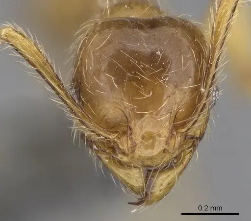 Pheidole tandjongensis specimen CASENT0281721 image casent0281721_2