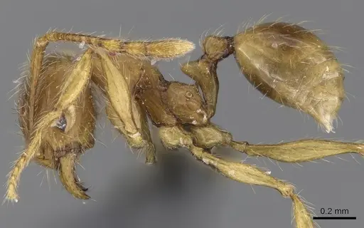 Pheidole tandjongensis specimen CASENT0281721 image casent0281721_3