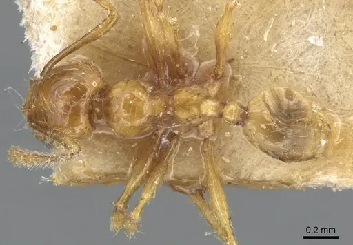 Pheidole tandjongensis specimen CASENT0904245 image casent0904245_1