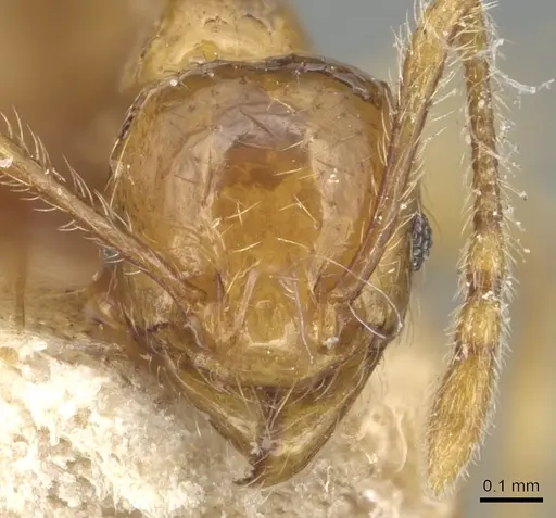 Pheidole tandjongensis specimen CASENT0904245 image casent0904245_2